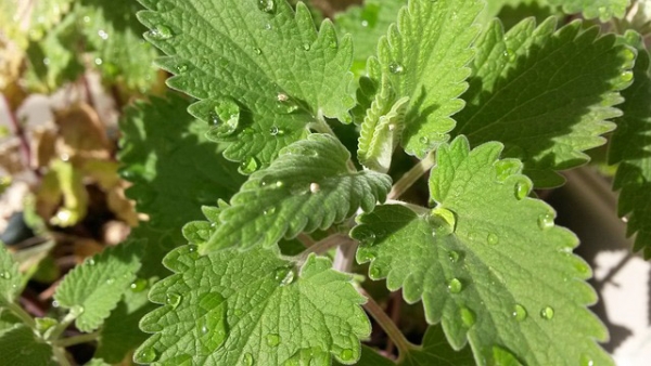 Catnip Essential Oil