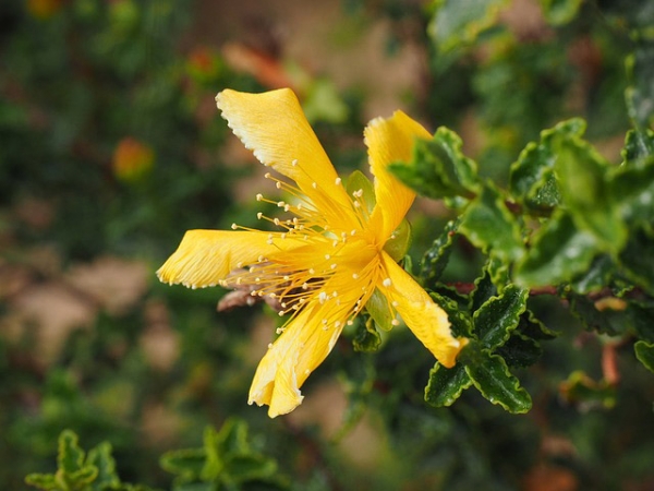 St. Johns Wort Essential Oil