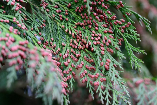 Balsam Essential Oil