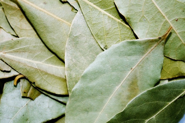 Bay Laurel Essential Oil