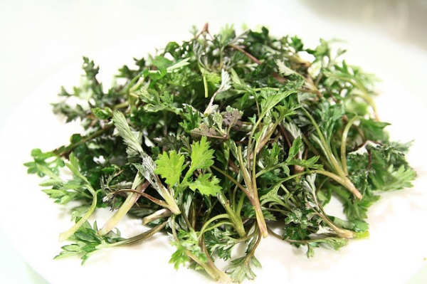 Wormwood Essential Oil