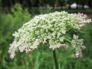 Carrot Seed Essential Oil