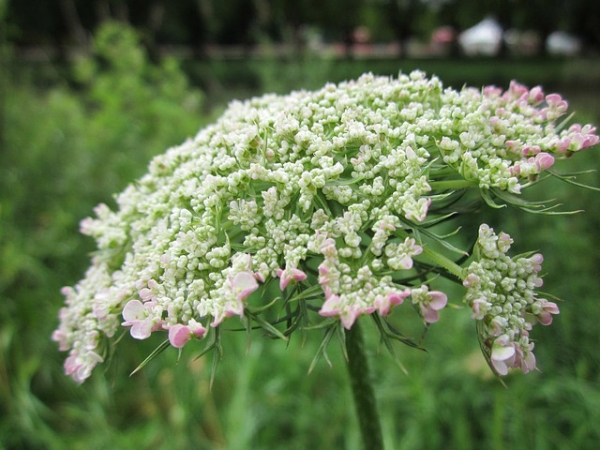 Carrot Seed Essential Oil