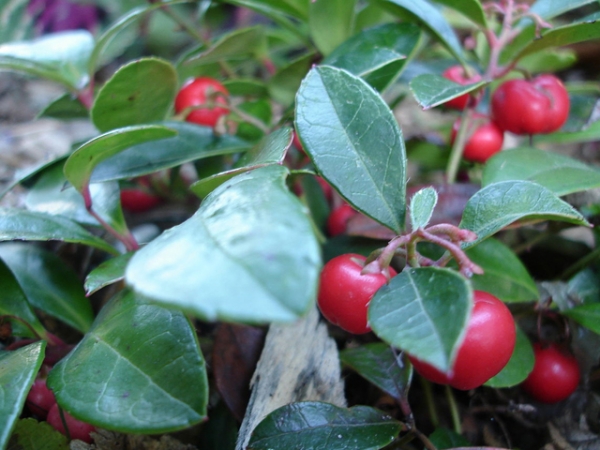 Wintergreen Essential Oil