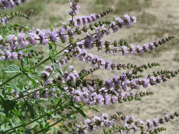 Spearmint Essential Oil