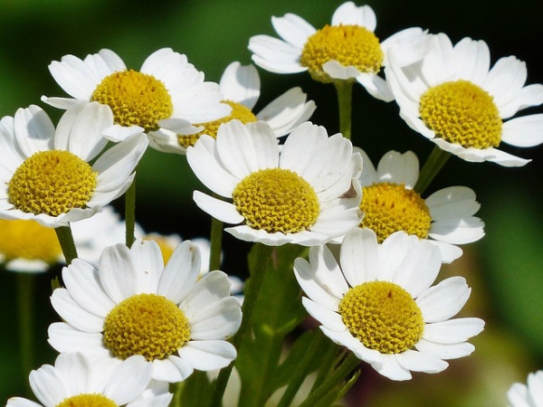 Chamomile Roman Essential Oil