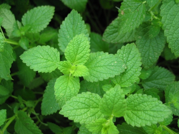 Peppermint Essential Oil