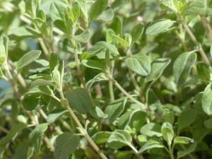 Marjoram Essential Oil