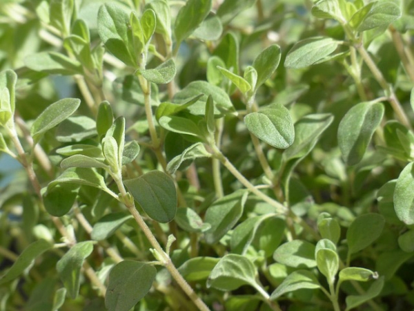 Marjoram Essential Oil