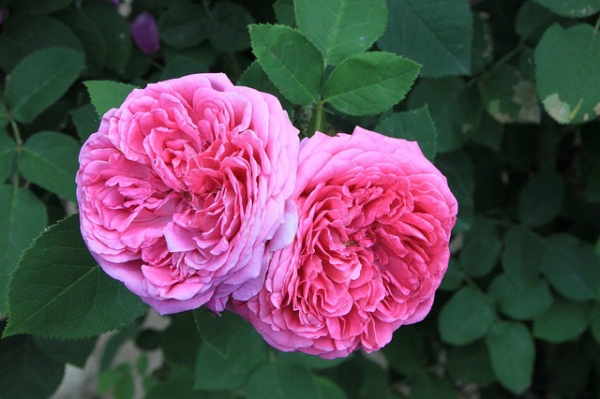 Rose Essential Oil