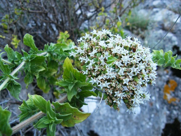 Thyme Essential Oil